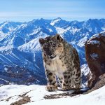 A breathtaking look at ‘Planet Earth II’