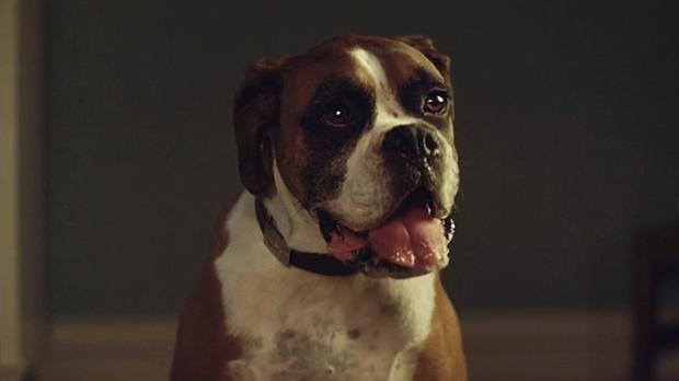 buster-the-boxer-in-john-lewis-2016-christmas-advert