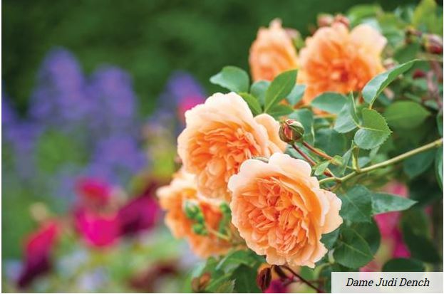 A rose is a rose is a rose….unless it’s named ‘Dame Judi Dench’