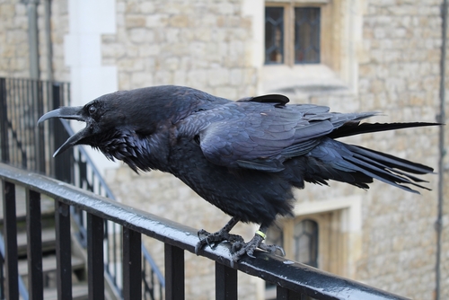 R.I.P. Munin – the Tower of London’s oldest raven dies at 22.