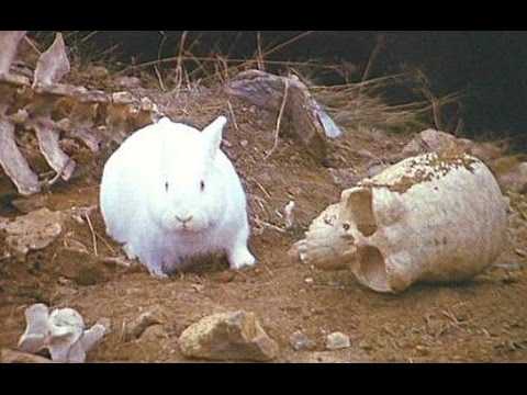 Celebrating National Bunny Day with a little help from ‘Monty Python & the Holy Grail’