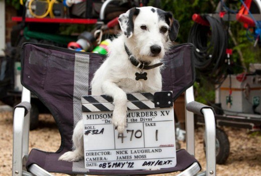 Remembering Midsomer Murders’ Sykes and other 4-legged screen pets on International Dog Day 2021!