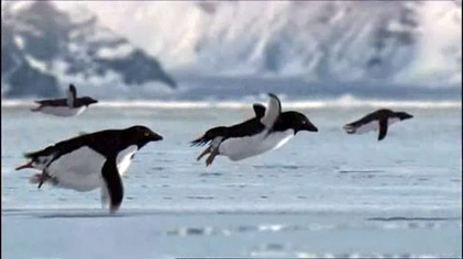BBC, former Python Terry Jones, discover flying penguins!